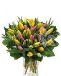 Mix tulipánov - Flora kvety